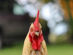 Lump On Chicken’s Beak (3 Reasons Why + What To do)