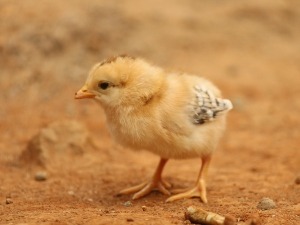 Baby Chick Swollen Abdomen (1 Reason Why + What To Do)