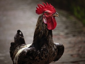 Chicken Comb Turning Grey (1 Reason Why + What To Do)