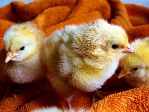 Baby Chick Not Growing Feathers (3 Reasons Why + What To Do)