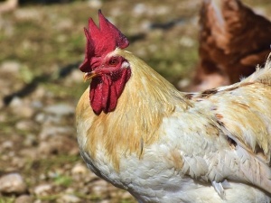 Chicken Comb Turning Blue (3 Reasons Why This Happens + FAQ’s)