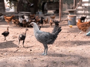 Bullied Chicken Not Eating (3 Reasons Why + What To Do)