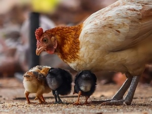 Broody Hen Attacking Chicks (4 Reasons Why + What To Do + FAQ’s)