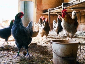 Can Chickens Drink Chlorinated Water? (Pros + Cons)