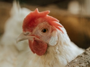 Broody Hen With A Pale Comb (Why This Happens + What To Do)
