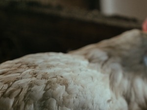 Chicken Puffed Up Tail Down (2 Reasons Why + What To Do)