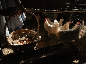 Broody Hen Eating Eggs (4 Reasons Why This Happens + What To Do)