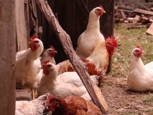 Chickens Pecking Each Other To Death (5 Reasons Why + What To Do)