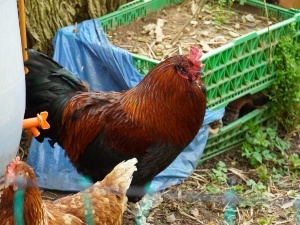 Pink Chicken Poop (3 Reasons Why + What To Do)