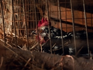 Broody Hen Eggs Not Hatching (1 Reason Why + 5 Solutions)
