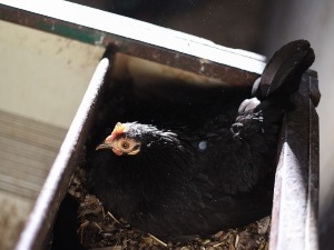 Multiple Broody Hens (Pros, Cons + How To Manage)