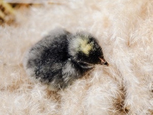 Baby Chick Not Opening Eyes (3 Reasons Why + What To Do + FAQ)