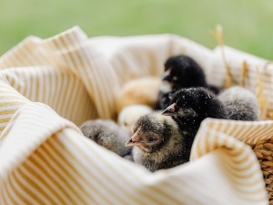 Signs A Baby Chick Is Dying (11 Signs To Look Out For)
