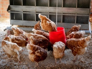 Can Chickens Drink Salt Water? (A Quick Look Into It)