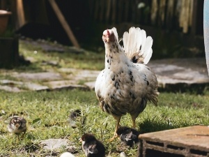 Broody Hen Rejecting Chicks (3 Reasons Why + What To Do + FAQ’s)