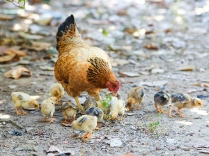 2 Week Old Chick Not Eating (2 Reasons Why + What To Do)