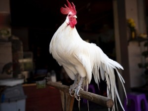 Mustard Yellow Chicken Poop (3 Reasons Why + What To Do)