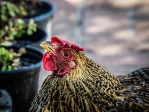 What Does Black Chicken Poop Mean? (4 Causes + What To Do + FAQ’s)