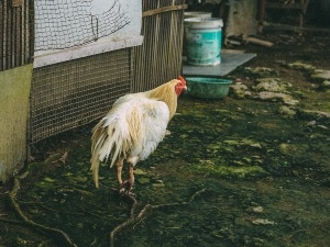 Chicken’s Poop Is Clear Like Jelly (2+ Reasons Why + What To Do)