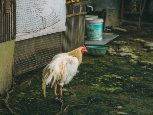Black Tar Chicken Poop (3 Causes + What To Do + FAQ’s)