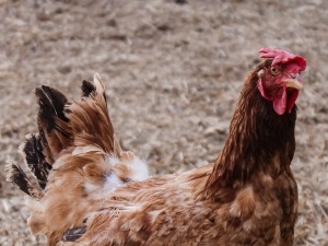 Chicken Has A Floppy Comb + Is Lethargic (4 Reasons Why + What To Do)