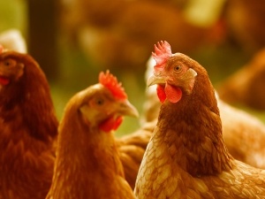 Broody Hen Has No Eggs (3 Solutions + Consequences Of Not Breaking Her)