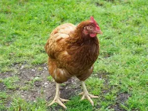 Black Spots On Chicken Legs (2 Reasons Why + What To Do)
