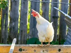 Why Do Chickens Jump On Each Other? (1 Reason Why + What To Do)