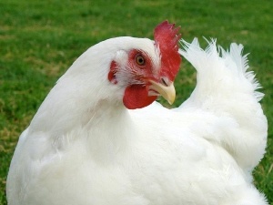 Chicken Walking On Hocks (2 Reasons Why + What To Do + FAQ’s)