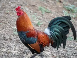 Rooster Hates One Hen (3 Reasons Why + What To Do)