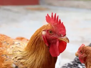 Why Is My Chicken Throwing Up Water (3 Reasons Why + What To Do)