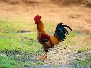 Rooster Has A Broken Leg (How To Help)