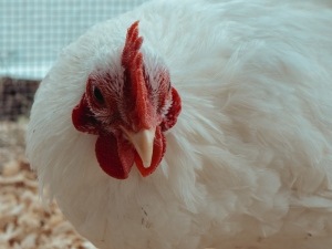 Why Is My Chicken Hanging Her Head? (2 Reasons Why + What To Do)