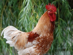 Chicken Attacked By A Dog And Is In Shock (How To Help)