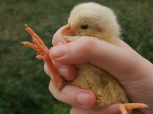 Baby Chick Bleeding From Vent (2 Reasons Why + What To Do)
