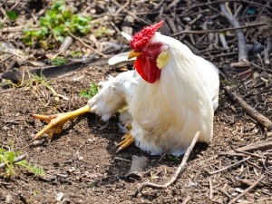 Chicken Has A Broken Knee Joint (5 Steps To Help The Bird)