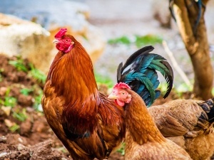 Hen Fighting Rooster (4 Reasons Why + What To Do)