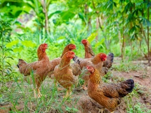 Chickens Fighting To The Death (3 Reasons Why + What To Do)