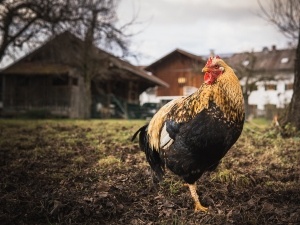 Lime Vs Diatomaceous Earth For Chickens (Uses For Both + Warnings)