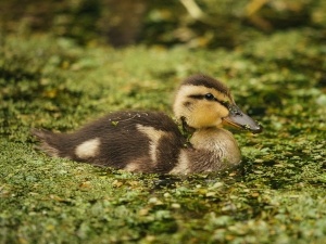 Duckling Breathing Heavy (3 Reasons Why + What To Do)