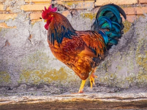 Rooster Stopped Crowing And Mating (4 Reasons Why + What To Do)