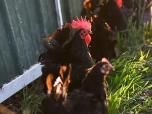 Chicken Preening Or Itching (3 Ways To Tell)