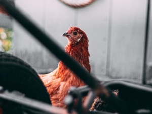 Home Remedies For Chicken Eye Infection (What To Give + What To Avoid)
