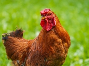 Chicken Hanging Head Down (2 Reasons Why + What To Do)