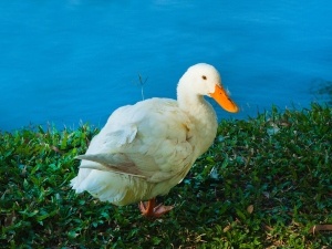 Why Do Ducks Kick Eggs Out Of A Nest (3 Reasons Why + What To Do + FAQ’s)