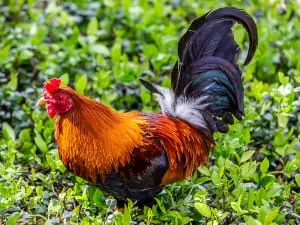 Rooster Having Seizures (A Thorough Guide)
