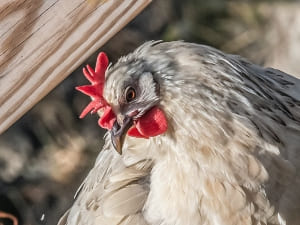 Chicken Having A Seizure (10 Tell-tale Signs + What To Do)