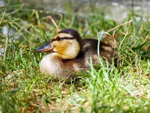 Weak Duckling (3 Reasons Why Your Bird May Be Weak + What To Do)