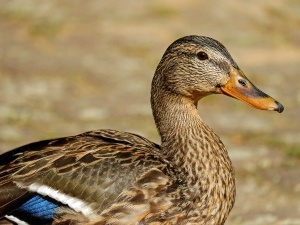 Duck Wheezing (3 Reasons Why + What To Do)