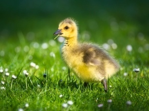 Duckling Hatched With Unabsorbed Yolk (2 Reasons Why + What To Do)